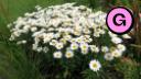 Sturgeon Creek Parkway - Booth - Flower Bed - Closeup