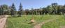 Henteleff Park - Main Path - New Trees